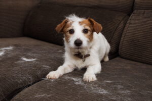 Voici les races de chiens idéales pour ceux qui aiment la propreté - ils ne perdent pas (ou peu) leurs poils